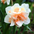 Βολβός Νάρκισσος Διπλός Αρωματικός Narcissus Replete