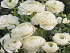 Βολβός Νεραγκούλα Άσπρη Ranunculus White