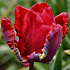 Βολβός Τουλίπα Tulip Parrot Rococo