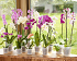 Διαφανής Γλάστρα Για Ορχιδέες Artevasi Madagascar To Grow Orchid Pot
