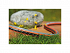 Λάστιχο Gardena Flex 13 mm (1/2'') 20 m 18033