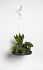 Πλαστικό Πιάτο Κρεμαστό Ecopots Dark Grey