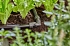 Σύνδεσμος Γωνία Micro-Drip 13 mm (1/2'') Gardena 13202