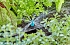 Ακριανό Μπεκ Gardena Micro-Drip Ομπρέλα 13306