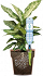 Σύστημα Ποτίσματος Φυτών Σε Γλάστρες GF Aquaflora Holiday Basic 6343