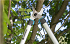 Ψαλίδα Κλαδέματος Gardena Easycut 680 B 12003