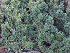 Ευώνυμο νάνο πράσινο