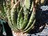 Aloe Aculeata