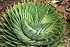 Aloe Distans