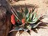 Aloe Ferox