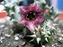Caralluma Caudata