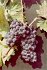 Carignan