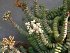 Crassula Marnieriana