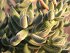 Crassula Mesembryanthoides
