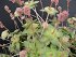 Crassula Orbicularis