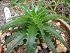Dyckia Brevifolia