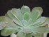Echeveria Holy Gate