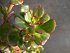 Echeveria Multicaulis