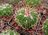 Echinofossulocactus Multicostatus