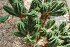 Euphorbia Submammillaris