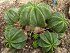 Euphorbia Valida