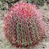 Ferocactus Cylindraceus