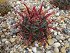 Ferocactus Gracilis v. Coloratus