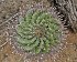 Ferocactus Herrerae