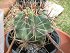 Ferocactus Hystrix