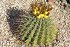 Ferocactus Wislizenii