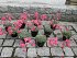 Graptopetalum Bellum
