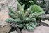 Haworthia Glauca