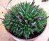 Haworthia Herbacea