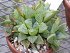 Haworthia Retusa