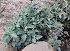 Kalanchoe Beharensis