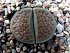 Lithops Hallii Brown