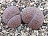Lithops Hookeri v. Marginata Red