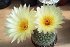 Notocactus Concinnus