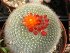 Notocactus Haselbergii