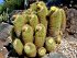Notocactus Leninghausii