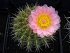 Notocactus Roseoluteus