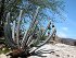 Pilosocereus Magnificus