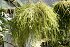 Rhipsalis Burchellii
