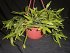 Rhipsalis Rhombea