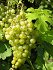 Riesling