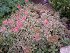 Sedum Tricolor