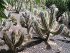 Stetsonia Coryne