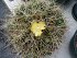Tephrocactus Darwinii