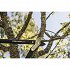 Κλαδευτήρι Με Μακριές Λαβές Fiskars Anvil PowerGear (L) L77