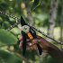 Κλαδευτήρι Fiskars Solid Bypass P121